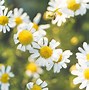 Image result for Cute Plant Wallpaper