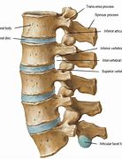 Image result for Lumbar Spine Anatomy Chart