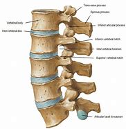 Image result for Lumbar Surface Anatomy