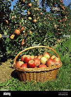 Image result for Apple Tree Basket