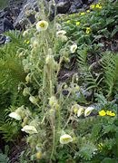Image result for Meconopsis napaulensis