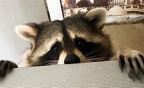 Image result for Funny Raccoon Wallpaper