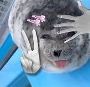 Image result for Smiling Seal Meme Twitch