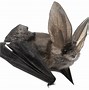 Image result for Bat PNG