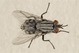Image result for "flesh-flies"