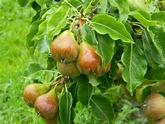 Image result for Pyrus communis *in soorten*