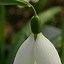 Galanthus Chantry Cracker ಗಾಗಿ ಇಮೇಜ್ ಫಲಿತಾಂಶ