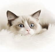 Image result for Funny White Cat