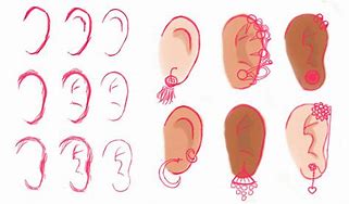 Image result for Ear Shapes and Personality