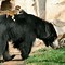 Image result for Indian Sloth Bear