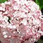 Bildergebnis für Hydrangea arborescens Sweet Annabelle