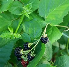 Image result for Thornless Blackberries