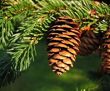 Image result for Spruce Tree North America