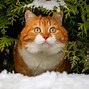 Image result for Russian Chonk