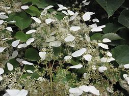 Image result for Schizophragma hydrangeoides