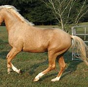 Image result for Palomino Morgan Horse