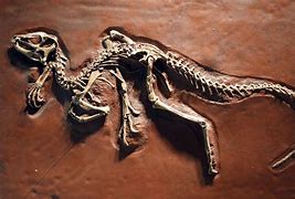 Image result for Paleontology