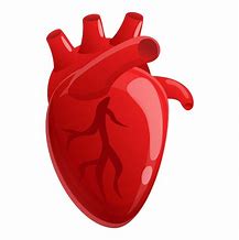 Image result for Heart Muscle Clip Art