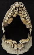 Image result for Animal Jaw Bones