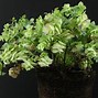 Image result for Origanum rotundifolium Kent Beauty