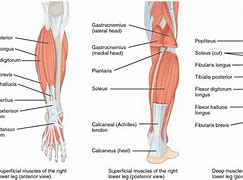 Image result for Peroneus Longus and Brevis Muscles