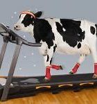 Image result for Cow at Ring Doorbell Meme