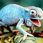 Image result for Cute Lizard On the Wall