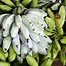 Image result for bananas