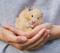 Image result for Big Hamster Breeds