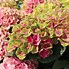 Image result for Hydrangea macrophylla Magical Amethyst