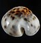 Image result for cypraea_tigris