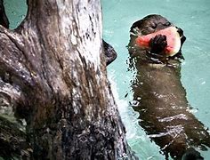 Image result for Otter Eating a Watermelon