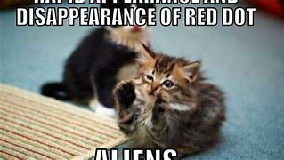 Image result for Beautiful Cat Meme