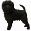 Image result for List of Small to Medium Dog Breeds