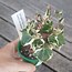 Image result for senecio macroglossus variegatus