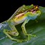 Image result for Glass Frog Beautiful
