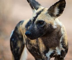 Image result for African Painted Dog Graphic No Watermark