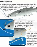 Image result for Live-Bait Fishing Rigs