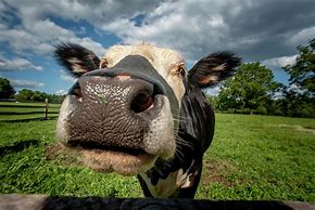 Image result for Cow Kiss