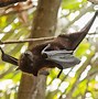 Image result for Birds That Look Like Bats