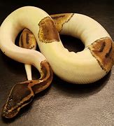 Image result for Lemon Pastel Pied Ball Pythin