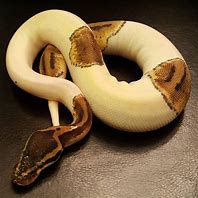 Image result for Pied Fancy Ball Python