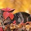 Image result for Thanksgiving Cat Background