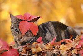 Image result for Kitten Thanksgiving Desktop Wallpaper