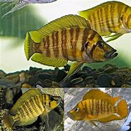 Image result for altolamprologus_compressiceps