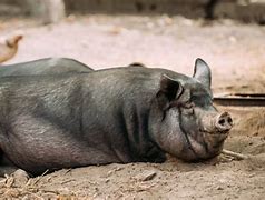 Image result for Biggest Pig On Camera