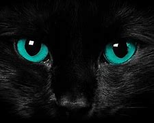 Image result for Cat Green Background