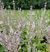 Salvia nemorosa Ostfriesland に対する画像結果