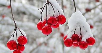 Image result for Winter iPad Wallpaper