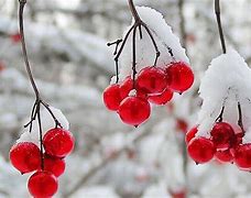 Image result for Winter Wallpaper Whith Red